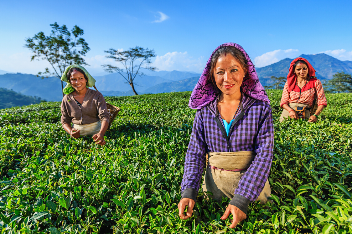 Indian women plucking tea leaves in Darjeeling, India