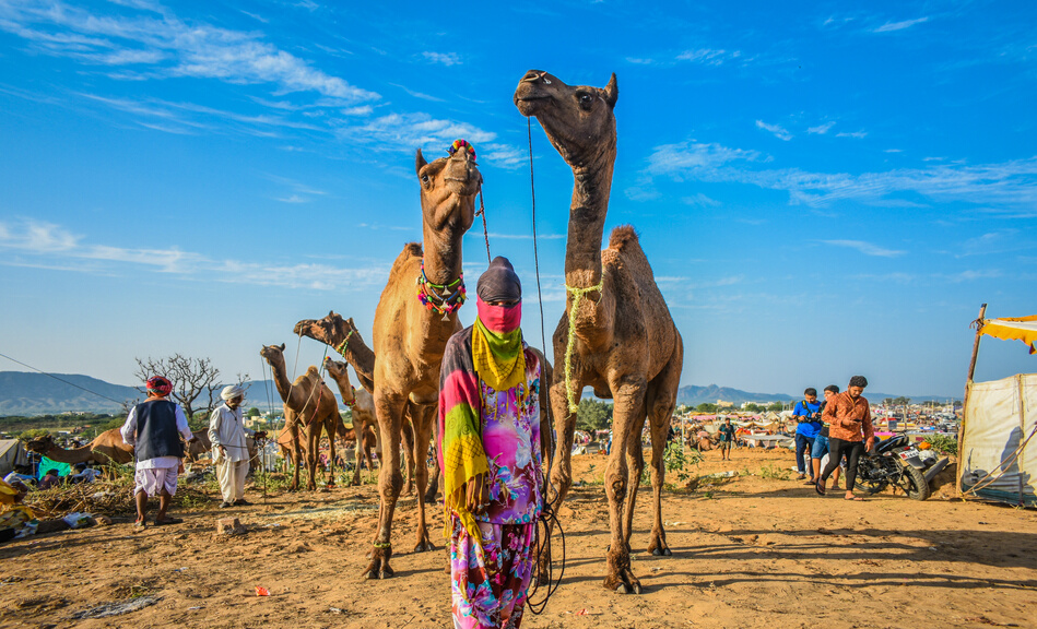 Man standing beside camel at Pushkar festival